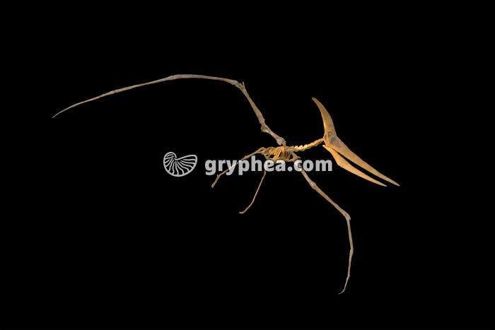 Pteranodon ingens - squelette (Crétacé supérieur) - gryphea.com